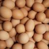 Eier