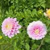 Dahlien
